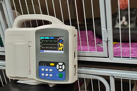 Leading VET ECG Machine Manufacturers Reveals Advanced Cardiac Monitoring Solutions for Veterinary Practice